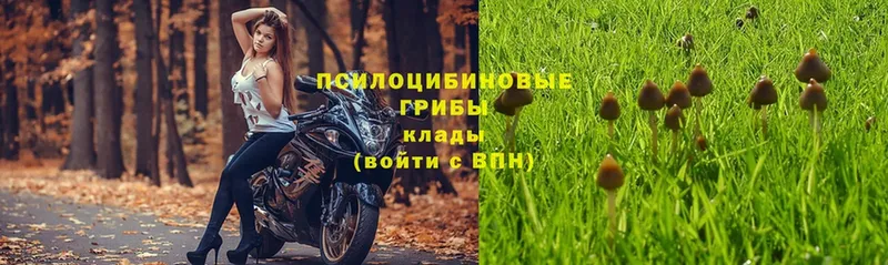 Галлюциногенные грибы Psilocybe  Нюрба 